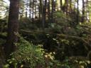 Tofino 080