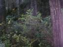 Tofino 084