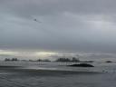 Tofino 037