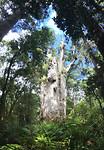 KauriTree2