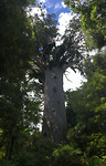 KauriTree