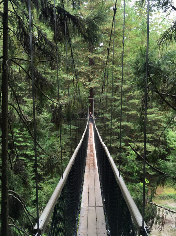 Redwoods_treewalk