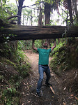 Redwoods4