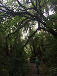 Redwoods3