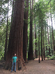 Redwoods1