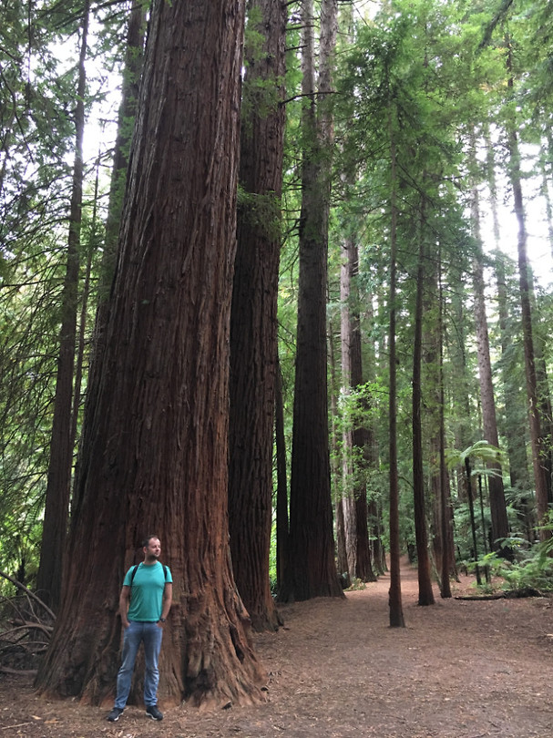 Redwoods1
