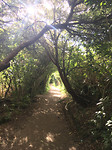 AbelTasman_Track