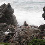 CapePalliser_Seal