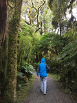 Forestwalk