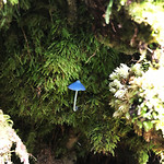 LakeMatheson_paddestoel