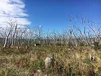 Trees