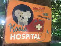 KoalaHospital