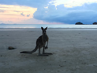 RoosOnTheBeach