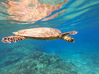 LayElliot_schildpad2