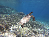 LadyElliot_schildpad1