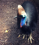 Zoo_Cassowary