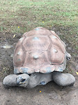 Schildpad