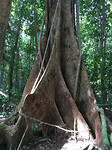 MossmanGorge2