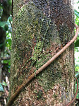 Camouflage_Sprinkhaan