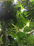 Daintree_Rainforest2