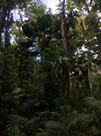 Daintree_Rainforest