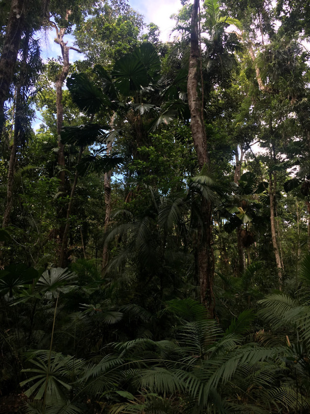 Daintree_Rainforest
