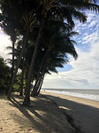 Palmcove