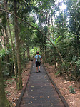 Daintree_Boardwalk