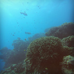 GreatBarrierReef4