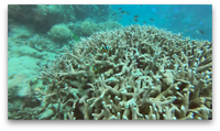 GreatBarrierReef_Nemo