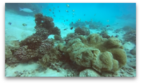 GreatBarrierReef5