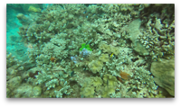 GreatBarrierReef6