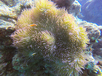 GreatBarrierReef3