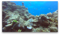 GreatBarrierReef1