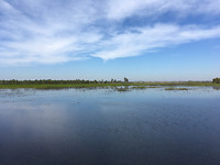 Wetlands_YellowWater