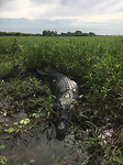 Croc