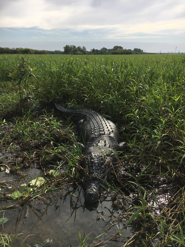 Croc