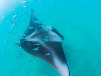 MantaRay5