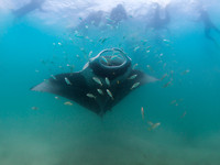 MantaRay4