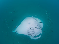 MantaRay3