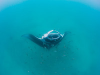 MantaRay2