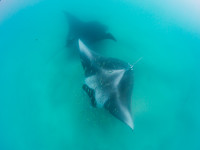 MantaRay1