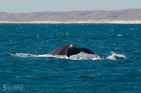 HumpbackWhales2