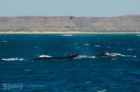 HumpbackWhales1
