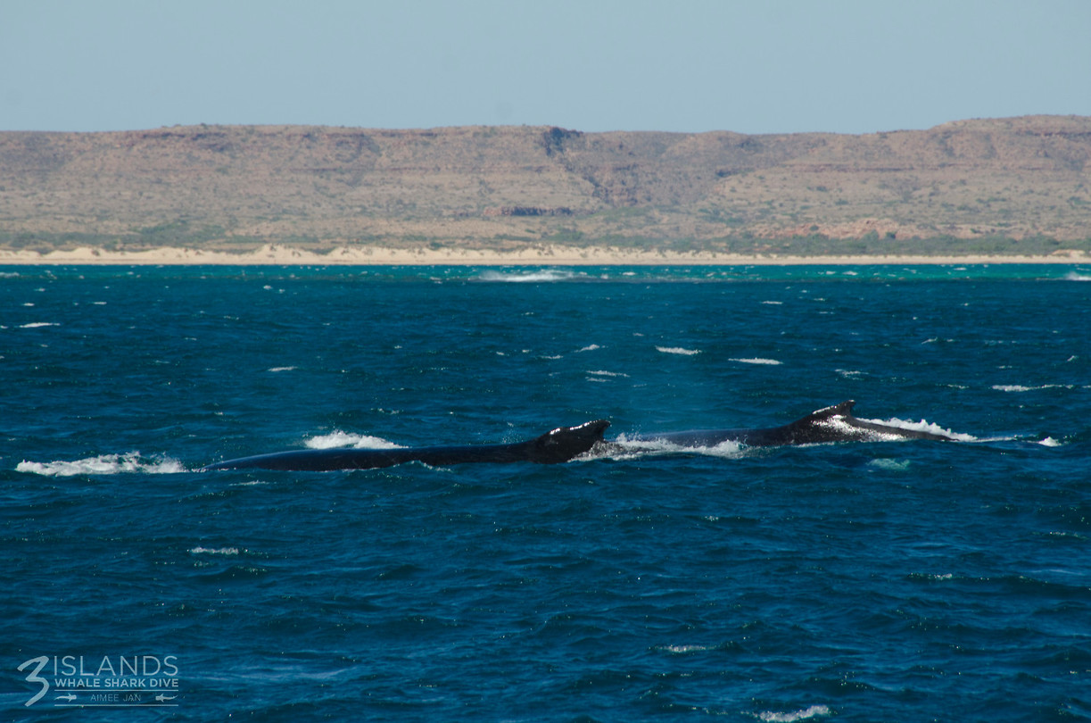 HumpbackWhales1