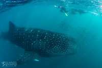 Whaleshark2