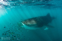 Whaleshark1