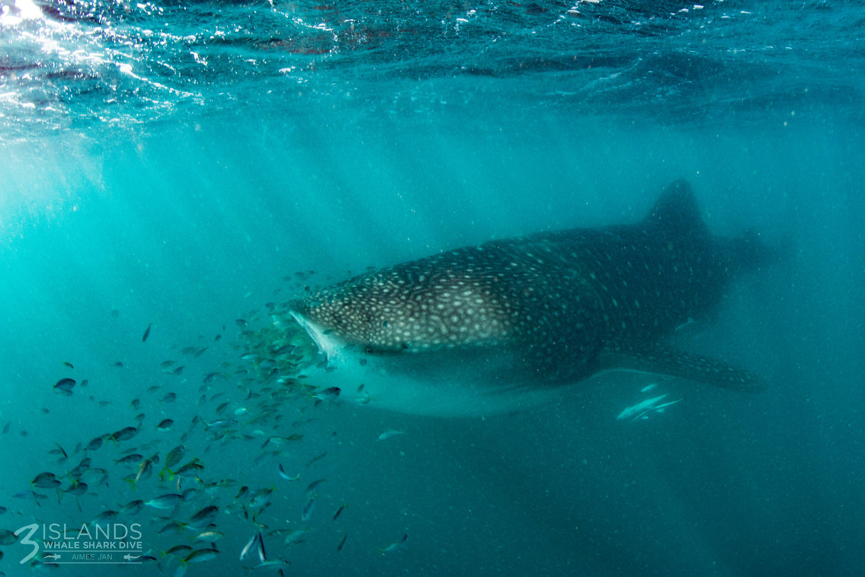 Whaleshark1