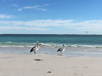 Lancelin_Pelicaan