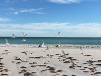Lancelin_PelicaanBirds